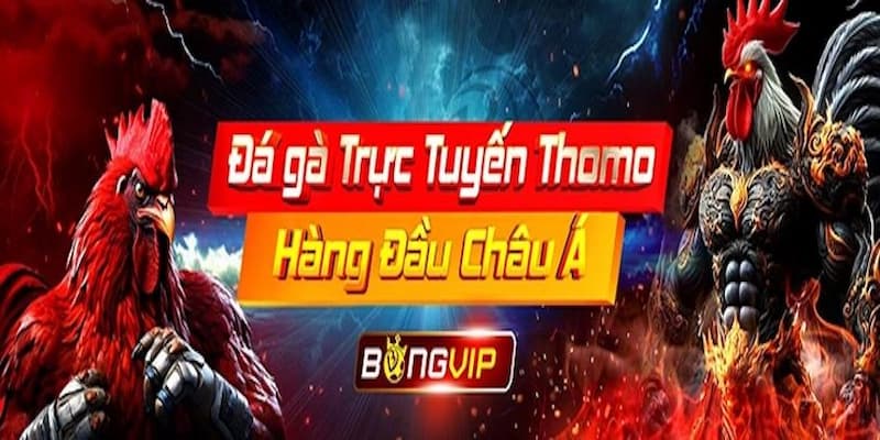 Khám phá Bongvip thế giới cược đá gà thomo siêu đỉnh